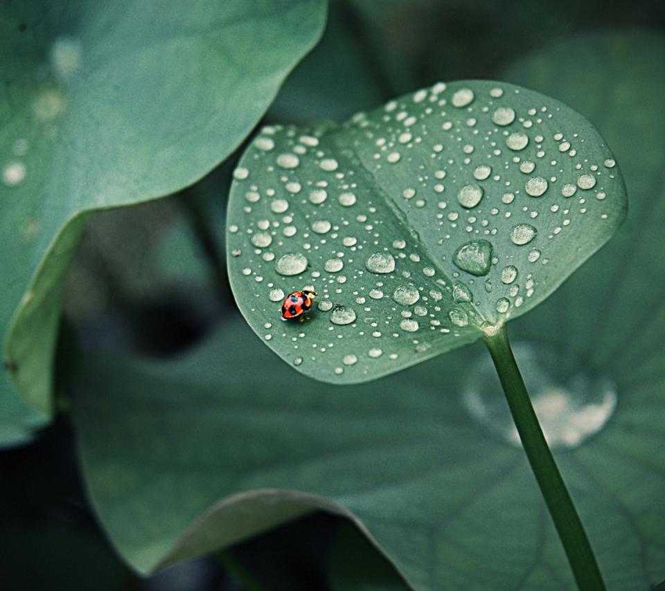 Обои Ladybug On Leaf 960x854