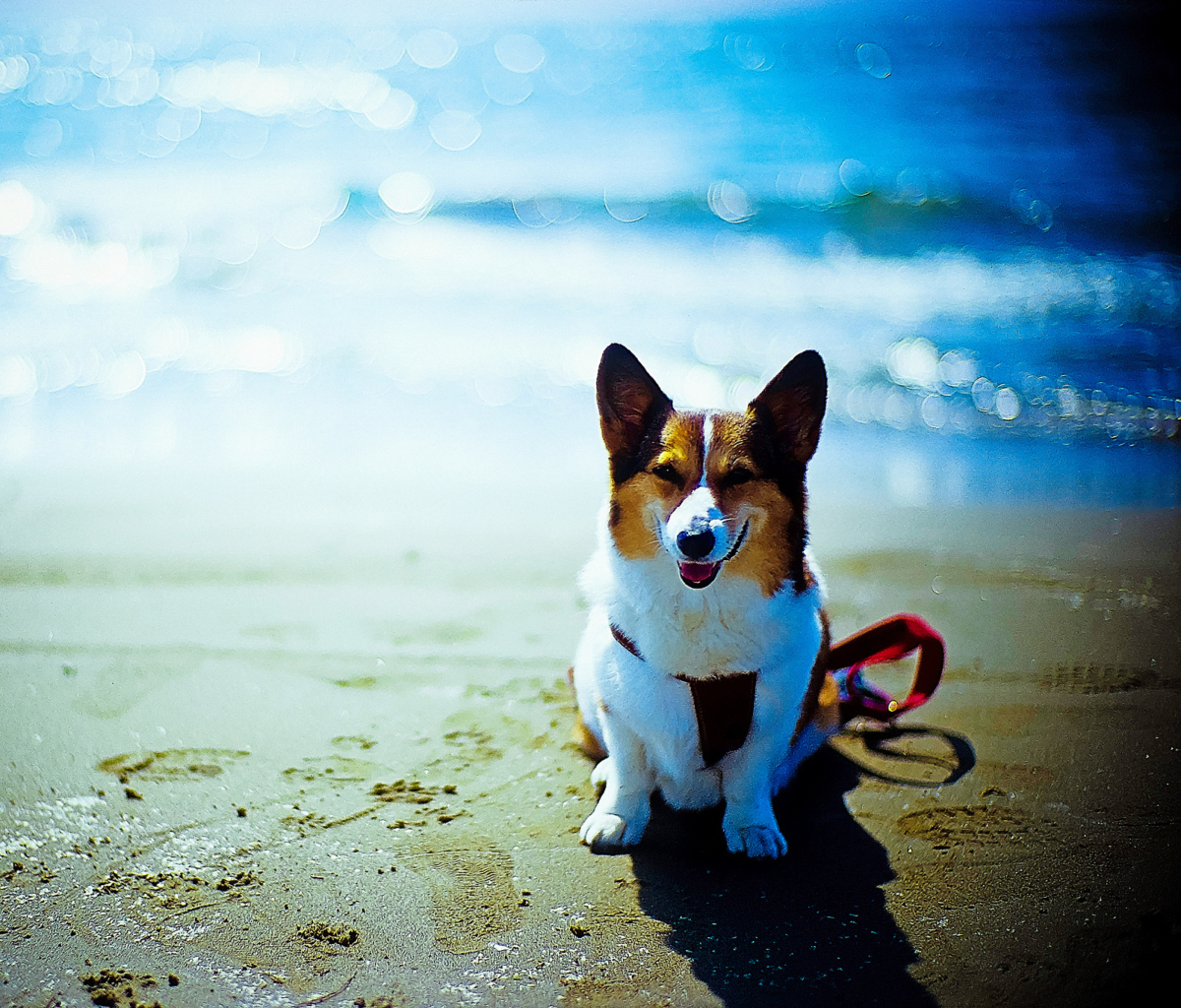 Fondo de pantalla Happy Dog At Beach 1200x1024