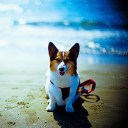 Happy Dog At Beach wallpaper 128x128