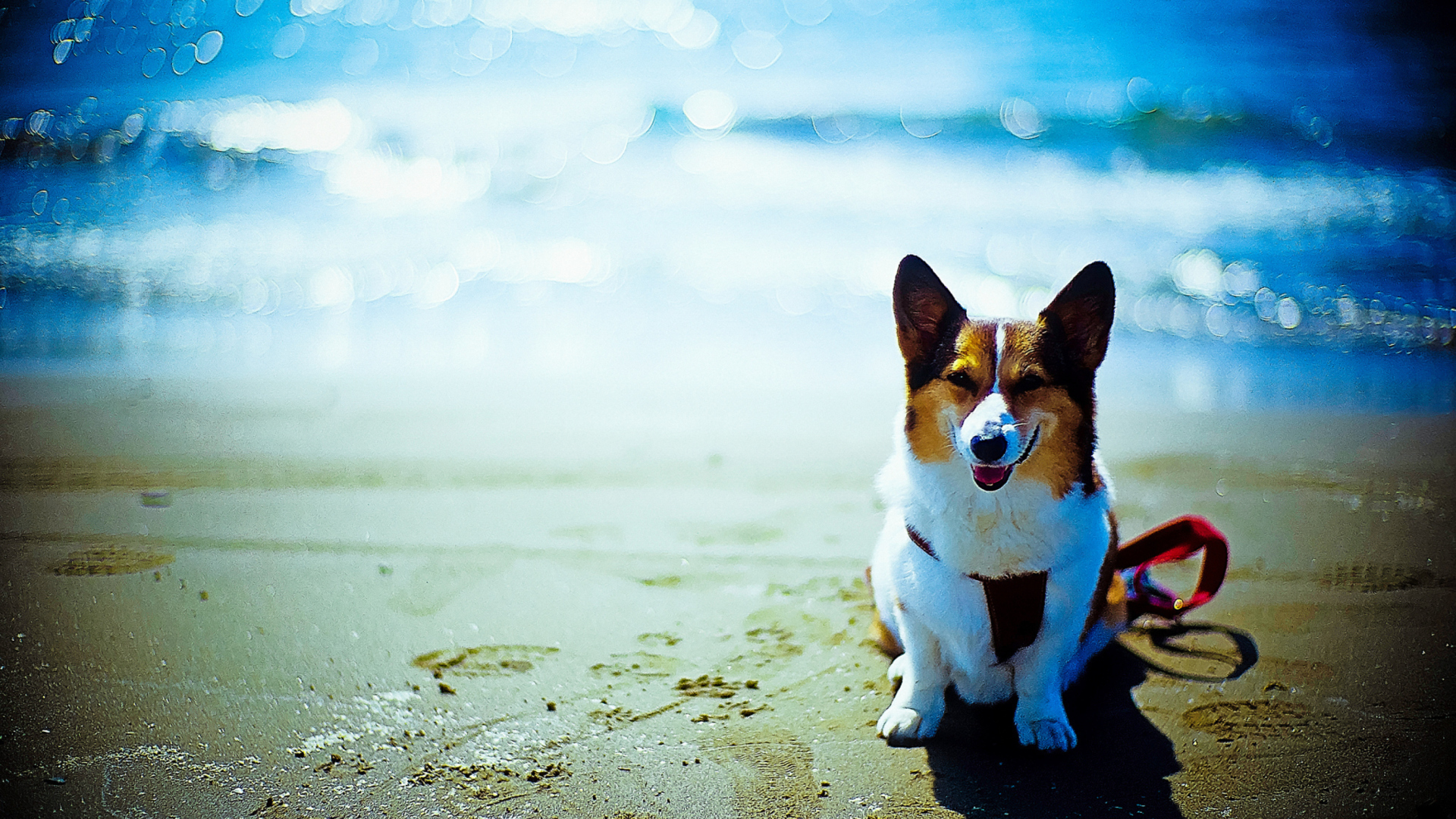 Обои Happy Dog At Beach 1920x1080