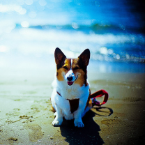 Happy Dog At Beach wallpaper 208x208