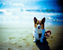 Обои Happy Dog At Beach 220x176