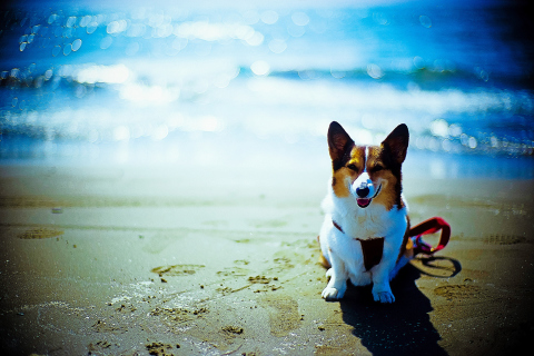 Das Happy Dog At Beach Wallpaper 480x320