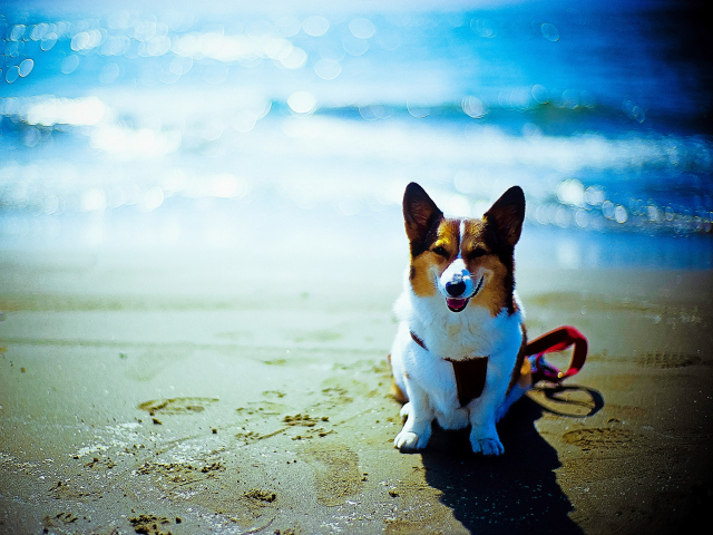 Happy Dog At Beach wallpaper 640x480
