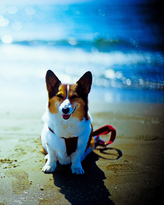 Happy Dog At Beach - Obrázkek zdarma pro Nokia Asha 306