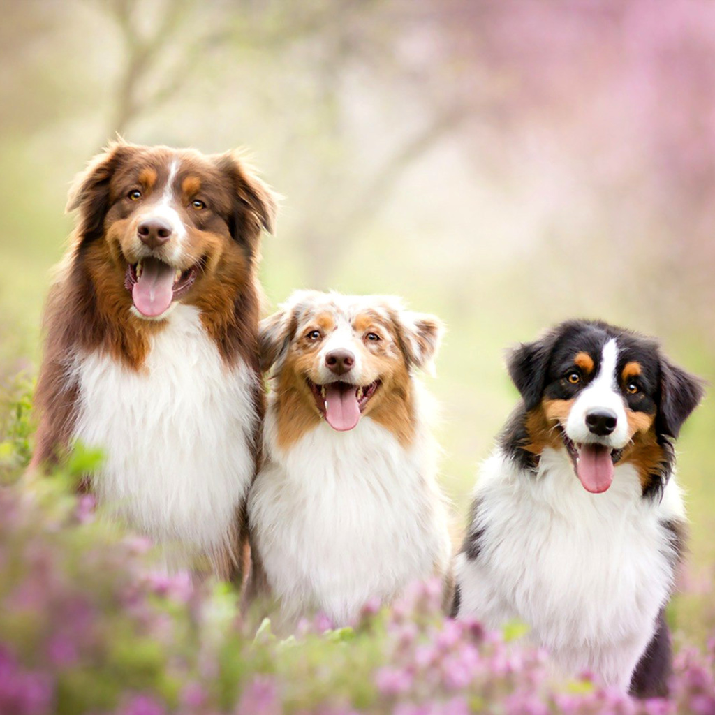 Screenshot №1 pro téma Australian Shepherd Dogs 1024x1024