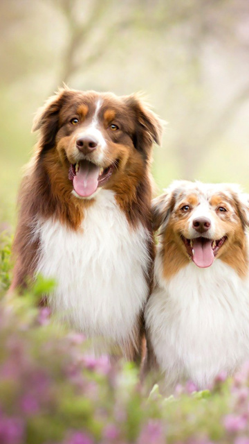 Australian Shepherd Dogs wallpaper 360x640