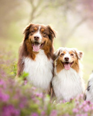 Australian Shepherd Dogs sfondi gratuiti per Nokia Lumia 800