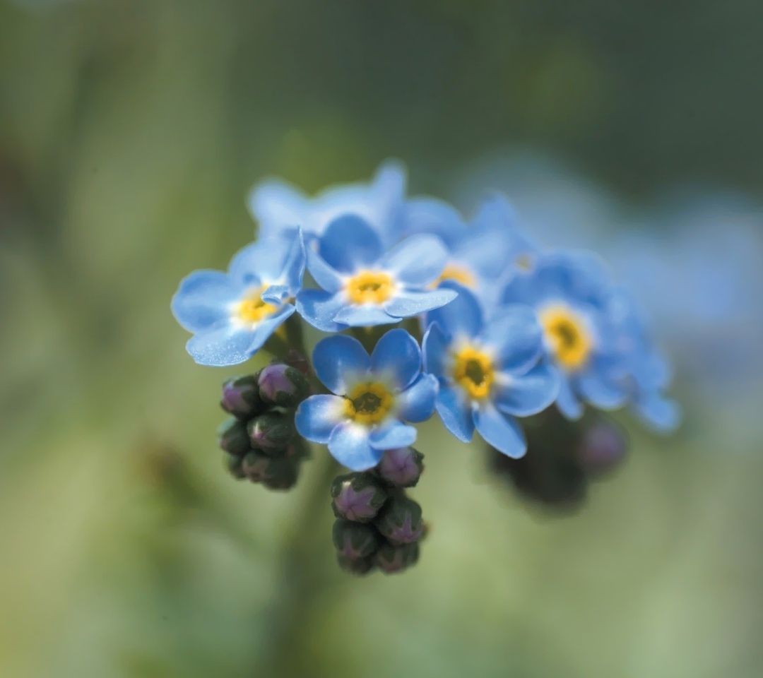Das Blue Flowers Wallpaper 1080x960