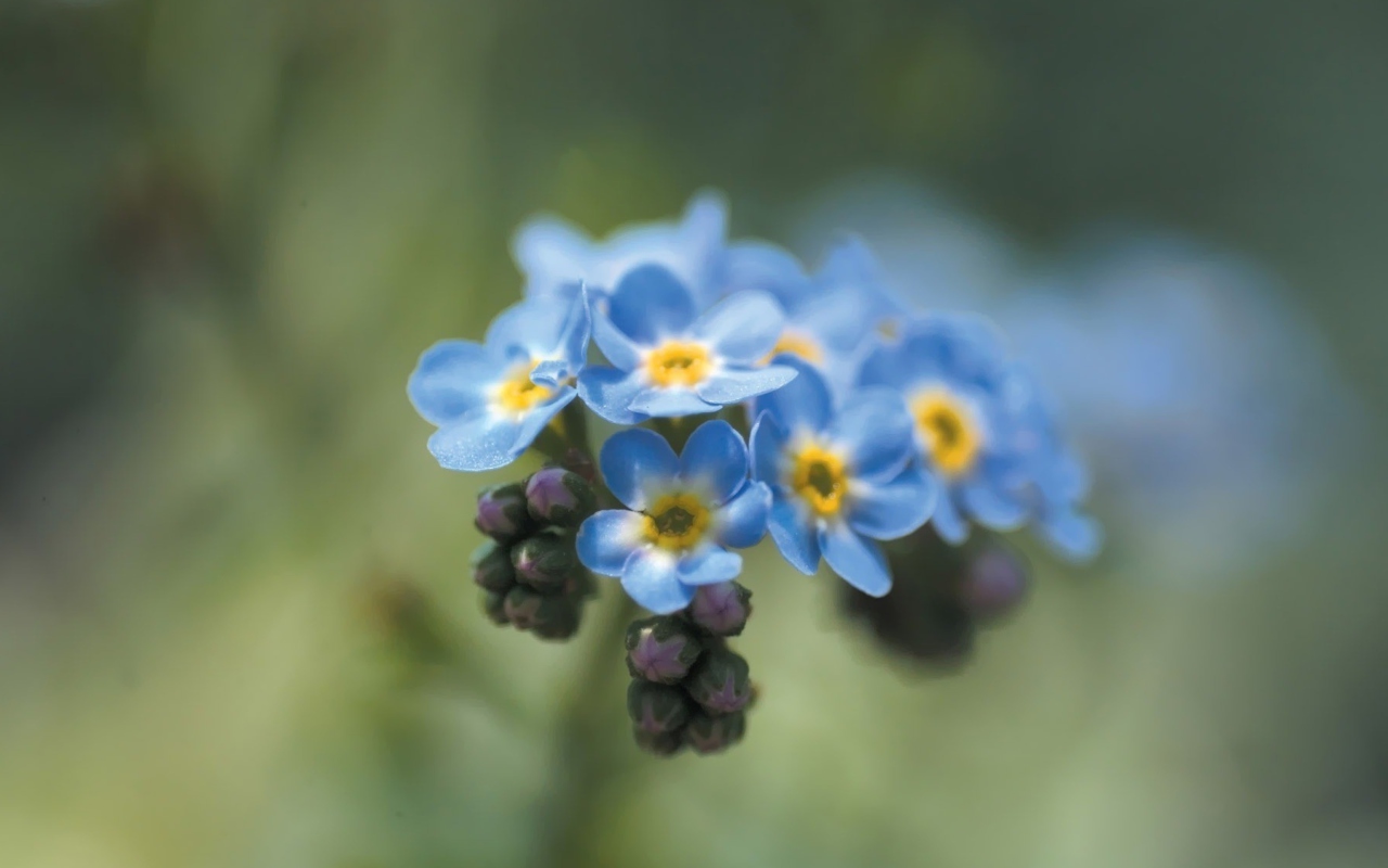Sfondi Blue Flowers 1280x800