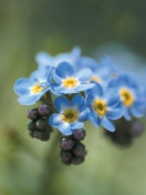 Das Blue Flowers Wallpaper 132x176