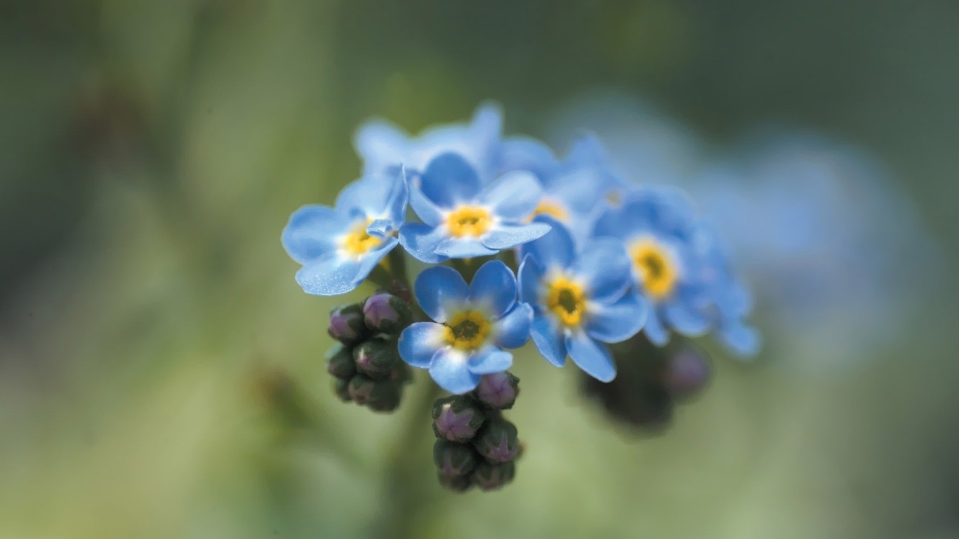 Das Blue Flowers Wallpaper 1366x768
