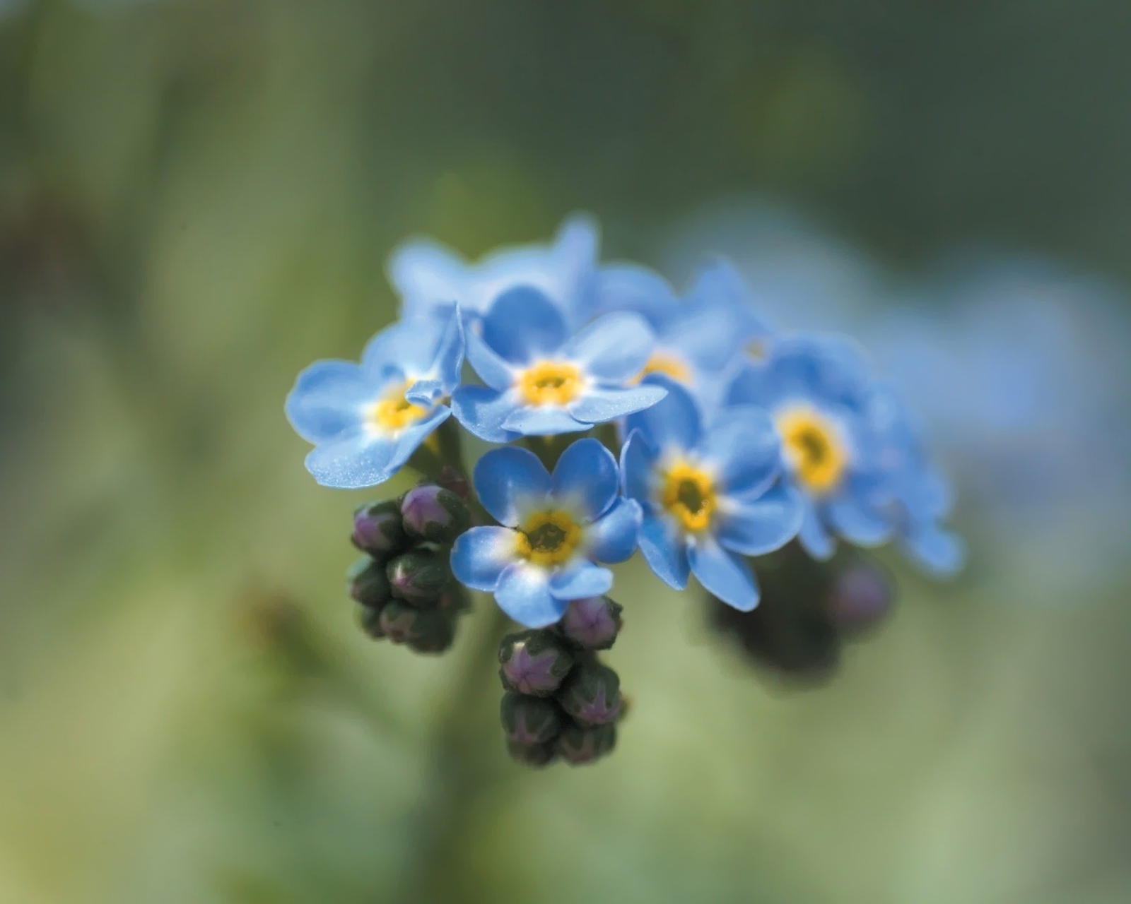 Sfondi Blue Flowers 1600x1280