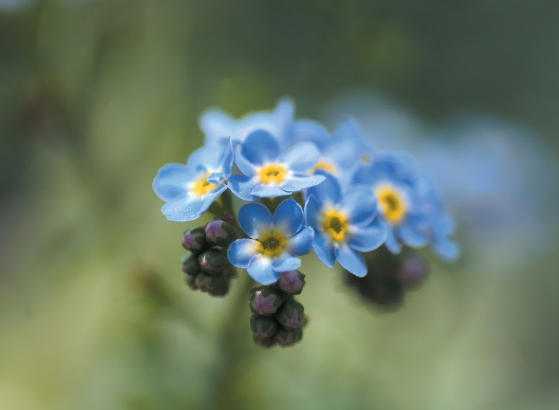 Sfondi Blue Flowers 1920x1408