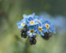 Обои Blue Flowers 220x176