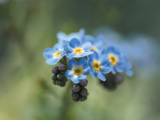 Fondo de pantalla Blue Flowers 320x240