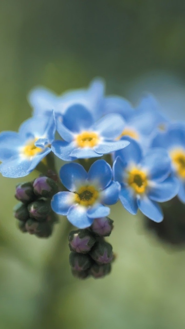 Обои Blue Flowers 360x640