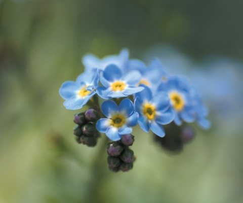 Sfondi Blue Flowers 480x400