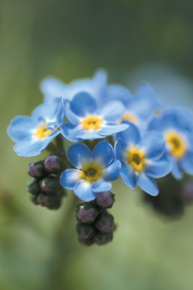 Blue Flowers wallpaper 640x960