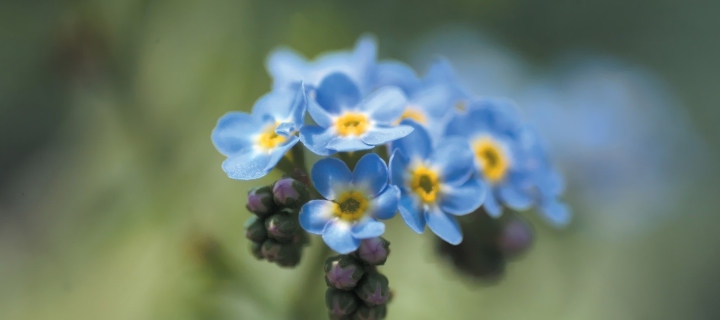 Blue Flowers screenshot #1 720x320