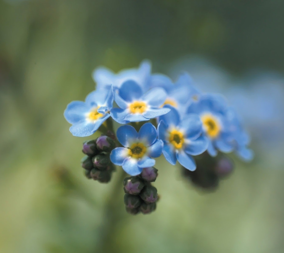 Обои Blue Flowers 960x854