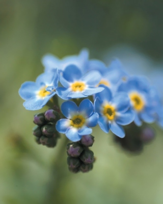 Kostenloses Blue Flowers Wallpaper für Nokia Lumia 928