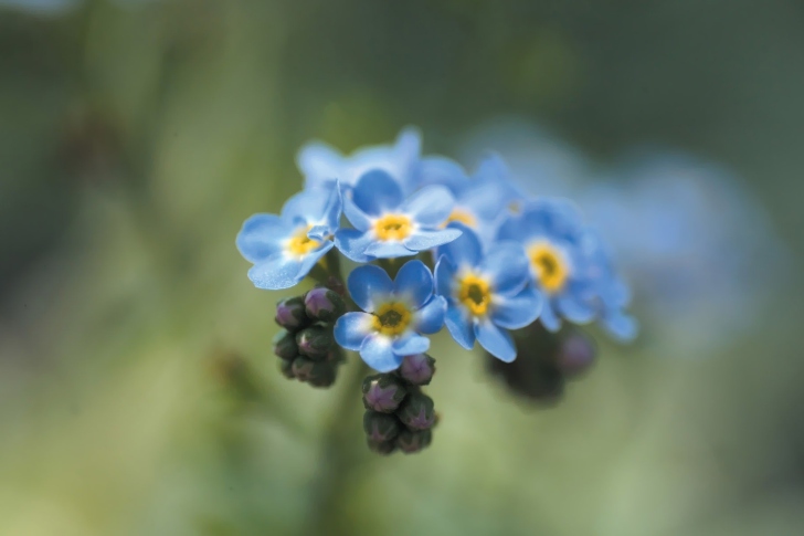 Das Blue Flowers Wallpaper