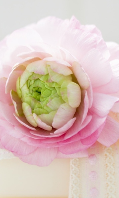 Peony screenshot #1 240x400