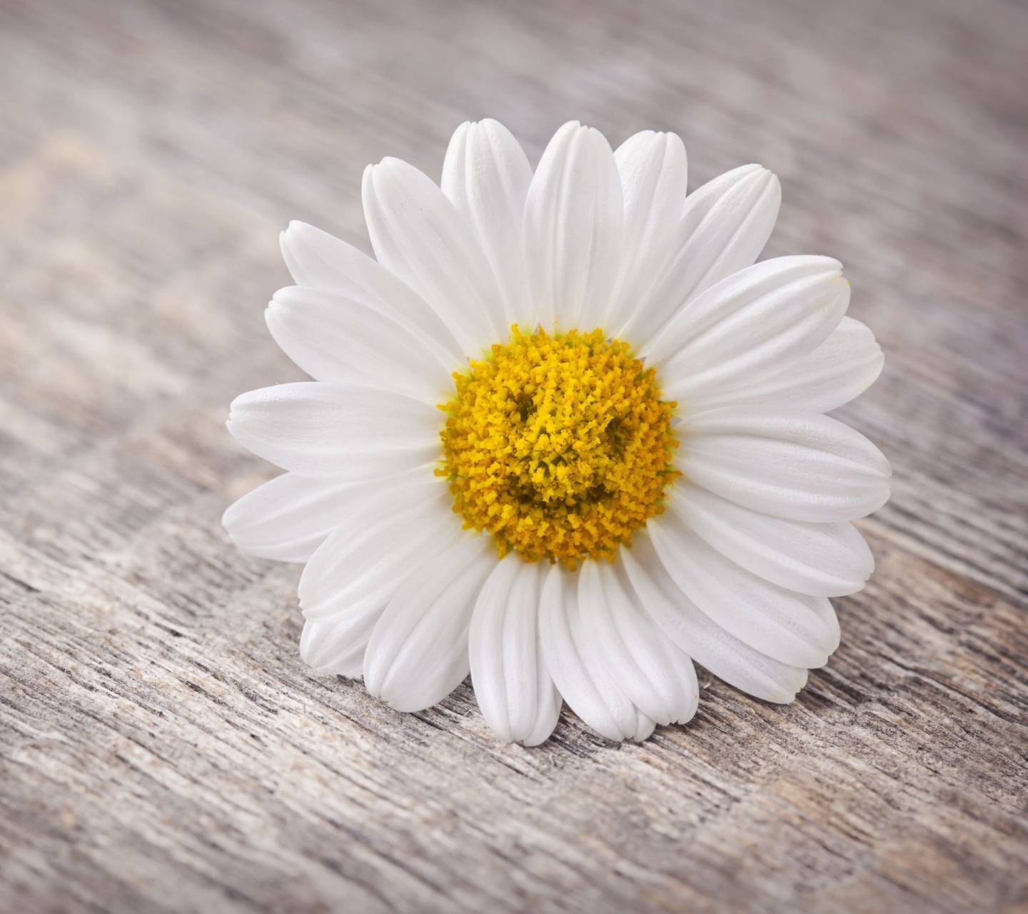 Обои Smiling Daisy 1440x1280