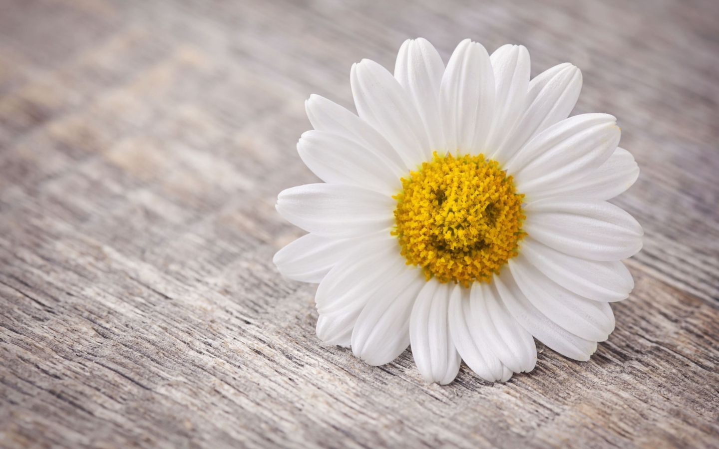 Das Smiling Daisy Wallpaper 1440x900