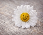 Das Smiling Daisy Wallpaper 176x144