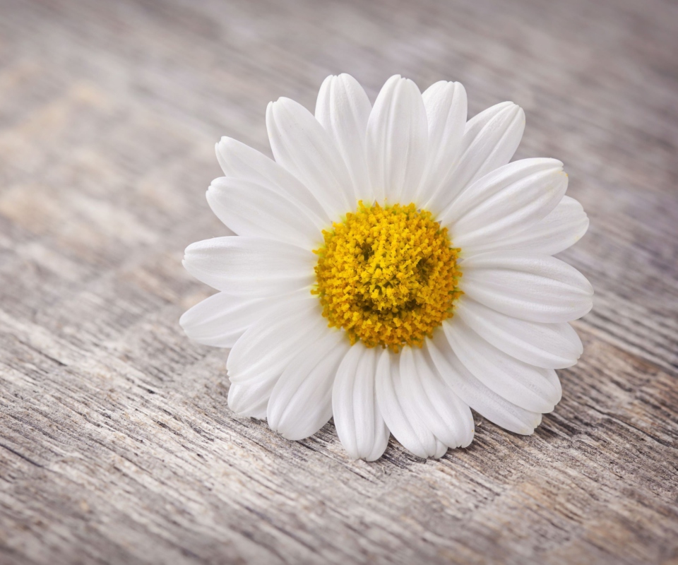 Das Smiling Daisy Wallpaper 960x800