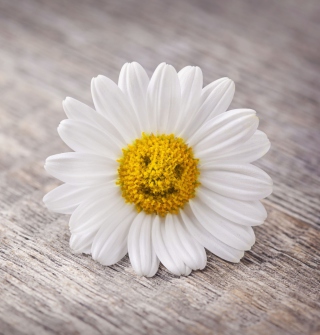 Free Smiling Daisy Picture for iPad mini 2