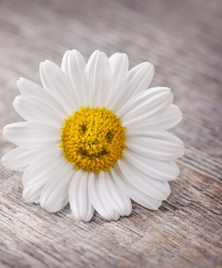 Smiling Daisy sfondi gratuiti per HTC Pure