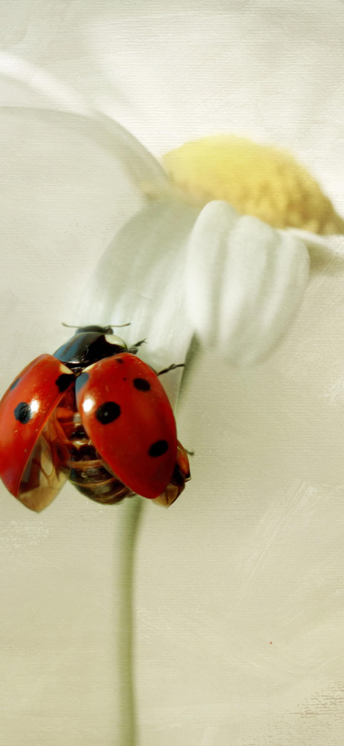 Fondo de pantalla Ladybug On Daisy 1170x2532