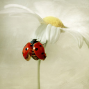 Sfondi Ladybug On Daisy 128x128