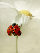 Fondo de pantalla Ladybug On Daisy 132x176