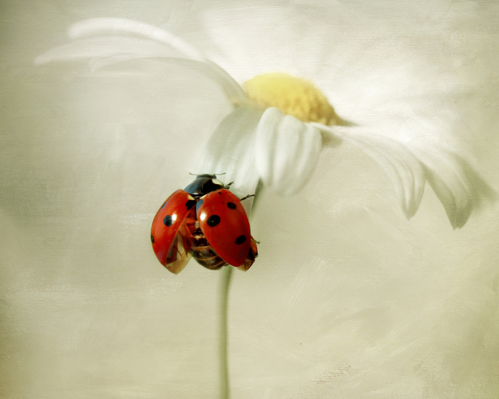 Sfondi Ladybug On Daisy 1600x1280