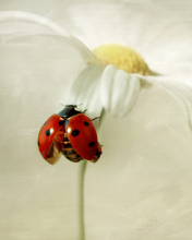 Das Ladybug On Daisy Wallpaper 176x220