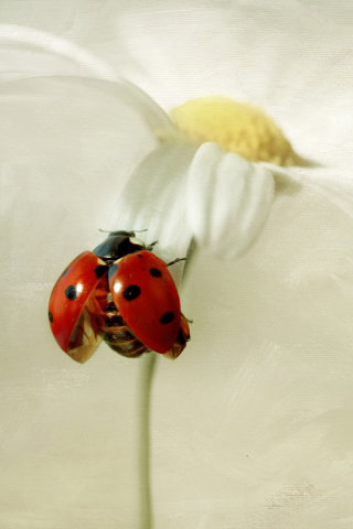 Das Ladybug On Daisy Wallpaper 320x480