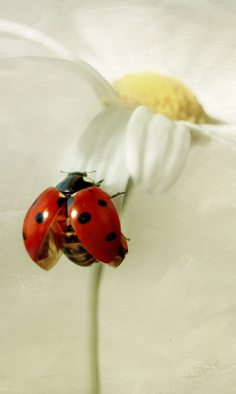 Fondo de pantalla Ladybug On Daisy 480x800