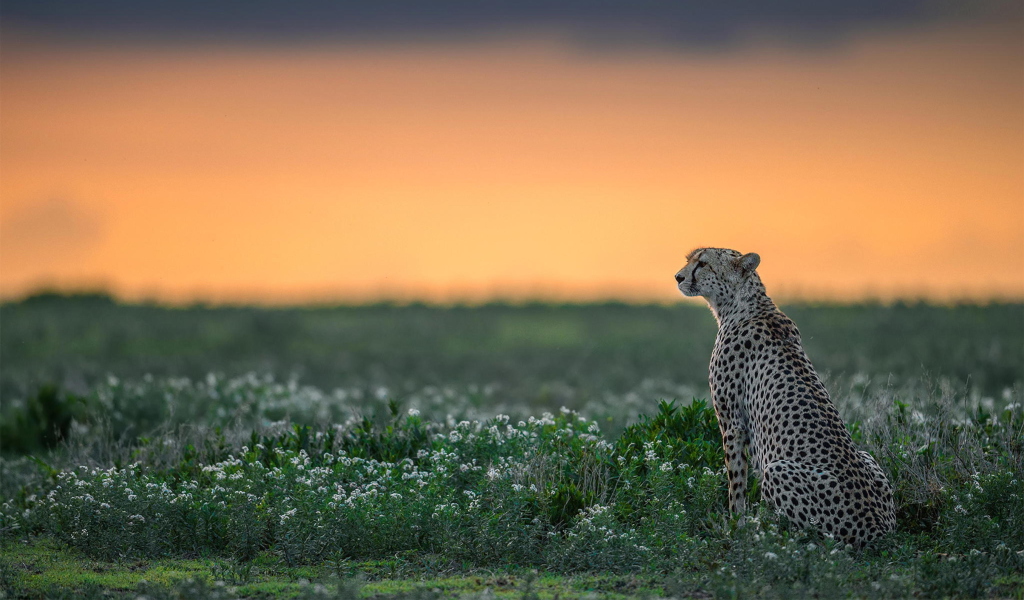 Fondo de pantalla Cheetah 1024x600