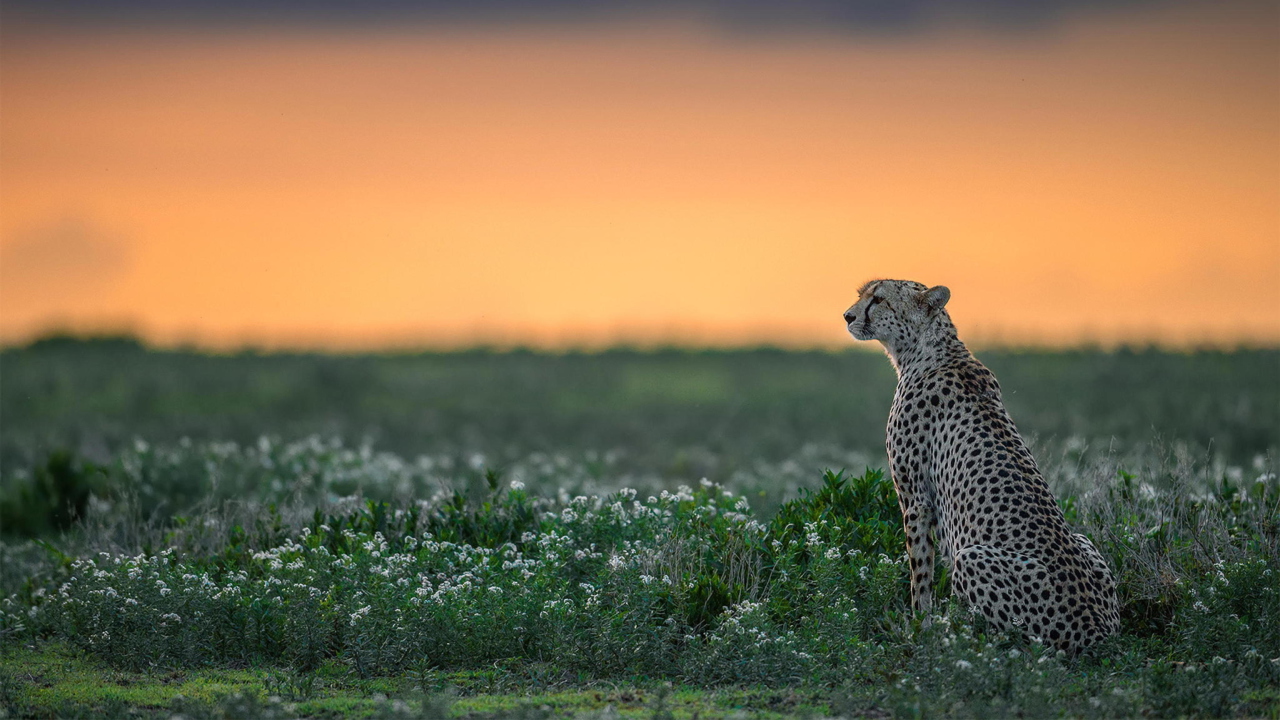 Cheetah wallpaper 1280x720