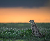 Sfondi Cheetah 176x144