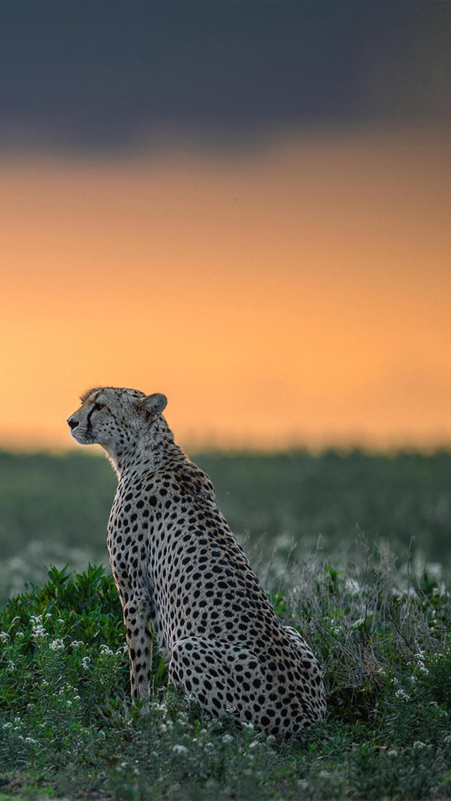 Das Cheetah Wallpaper 640x1136