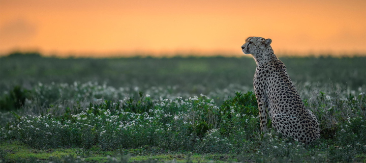 Cheetah wallpaper 720x320