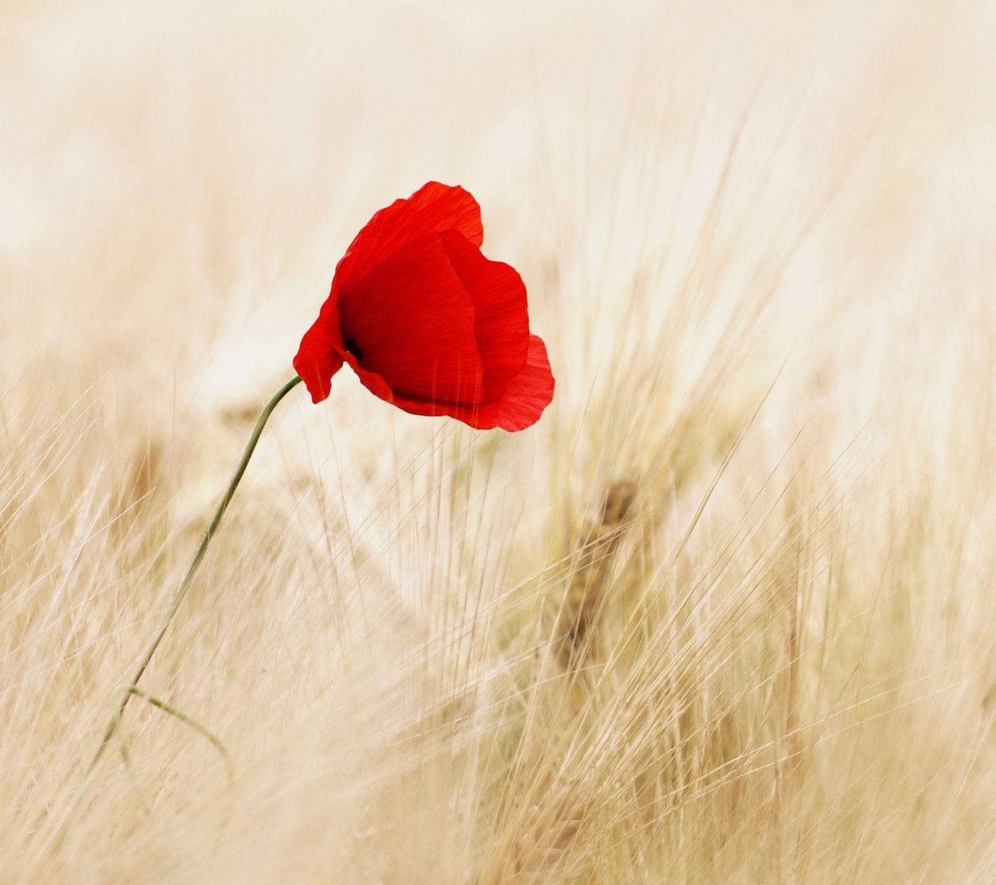 Das Pretty Single Poppy Wallpaper 1440x1280