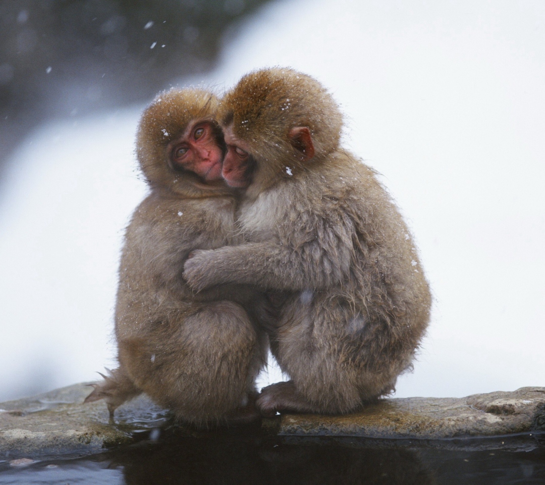 Monkey Love screenshot #1 1080x960