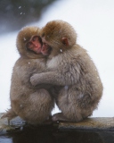 Screenshot №1 pro téma Monkey Love 128x160