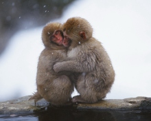 Sfondi Monkey Love 220x176